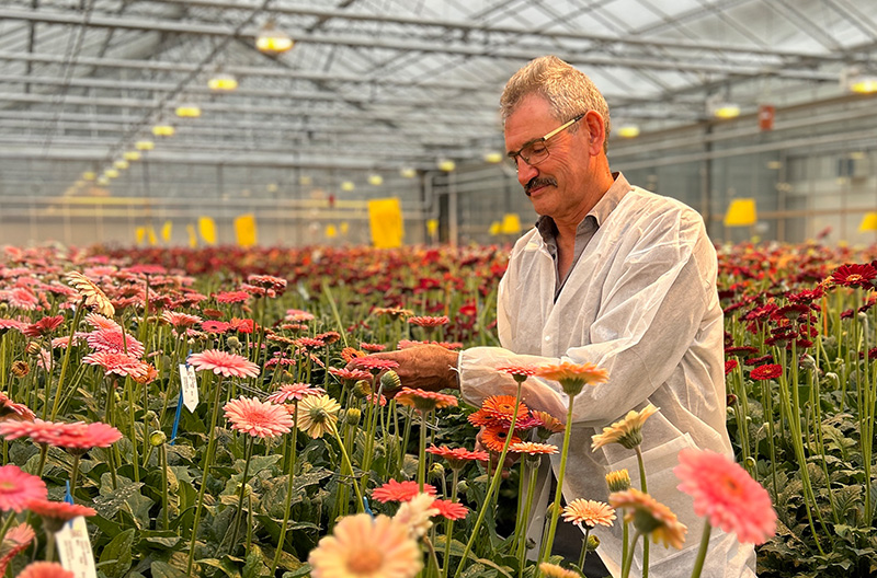 Het gerbera moment van Gareth Evans